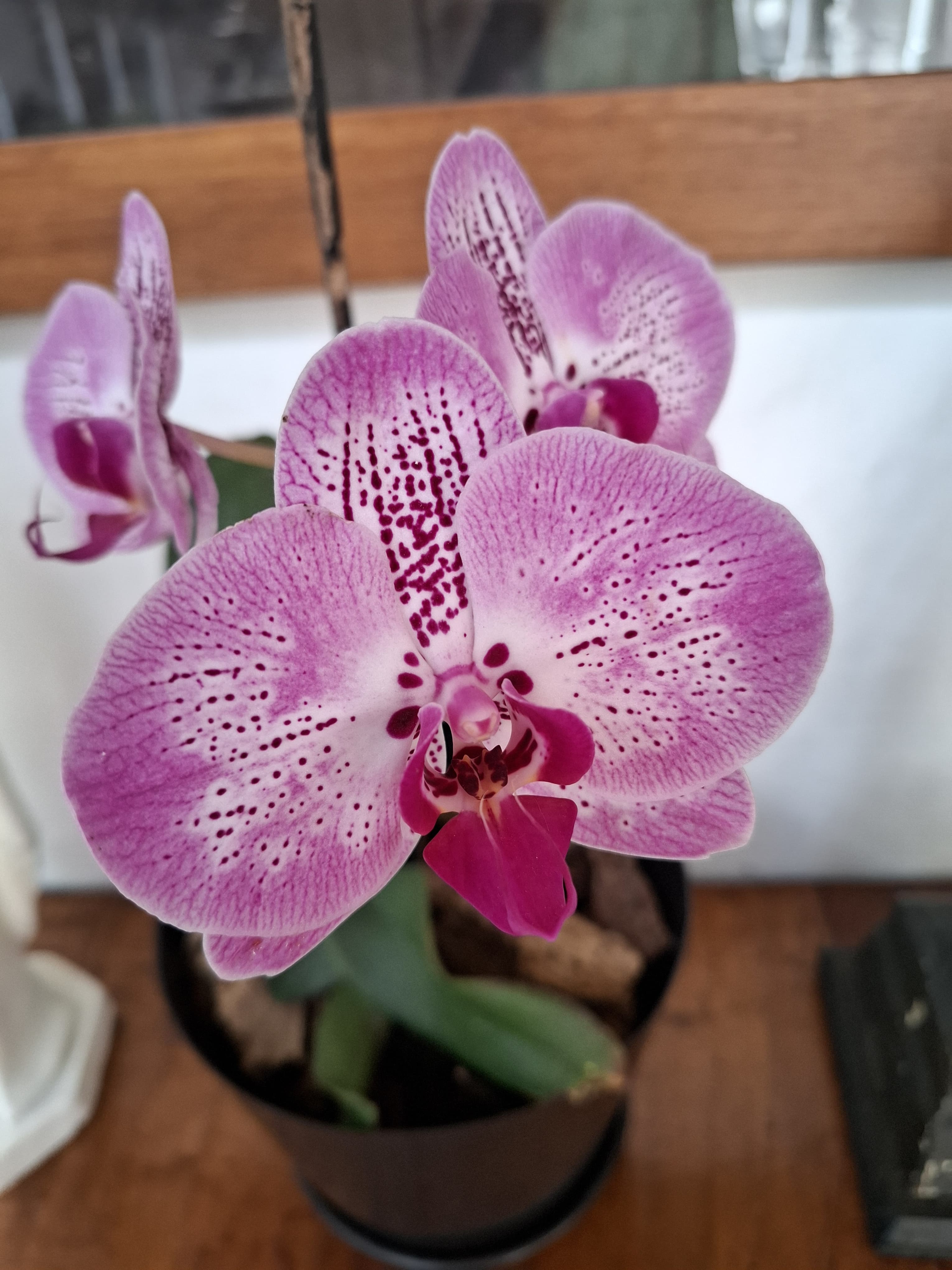 WhatsApp Image 2025-03-27 at 4.04.42 PM (2)