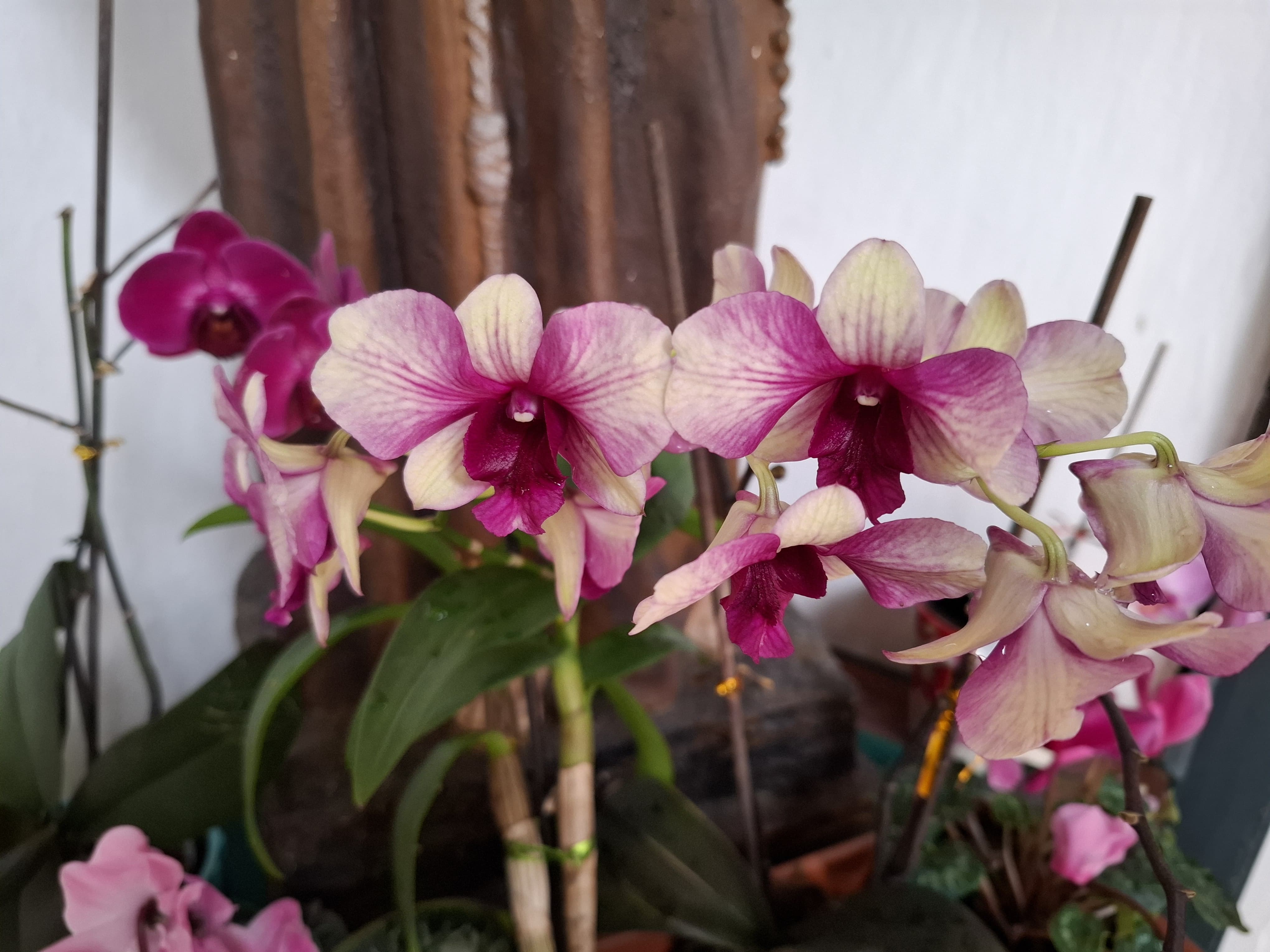 WhatsApp Image 2025-05-06 at 8.40.05 PM