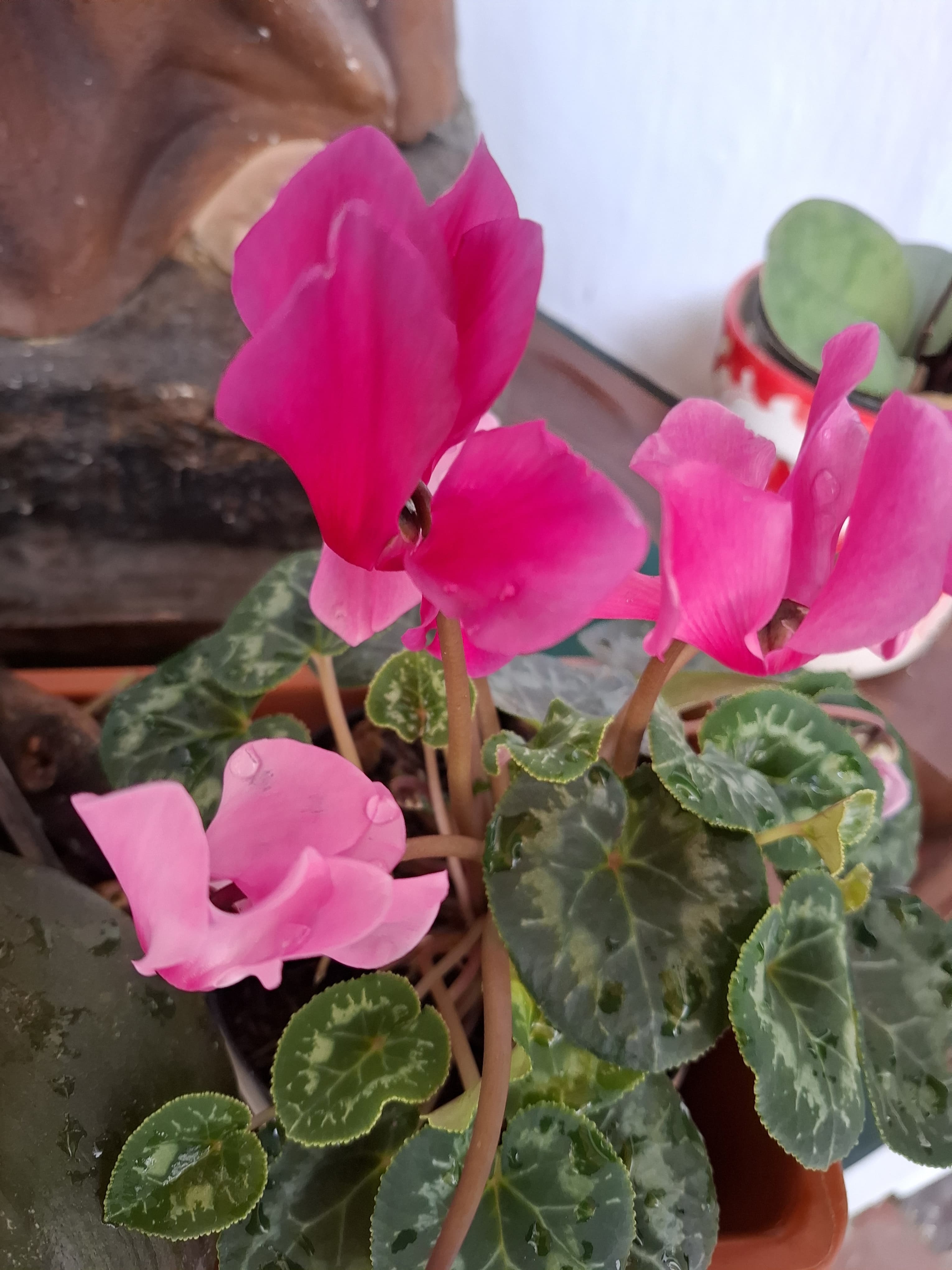 WhatsApp Image 2025-05-06 at 8.40.06 PM